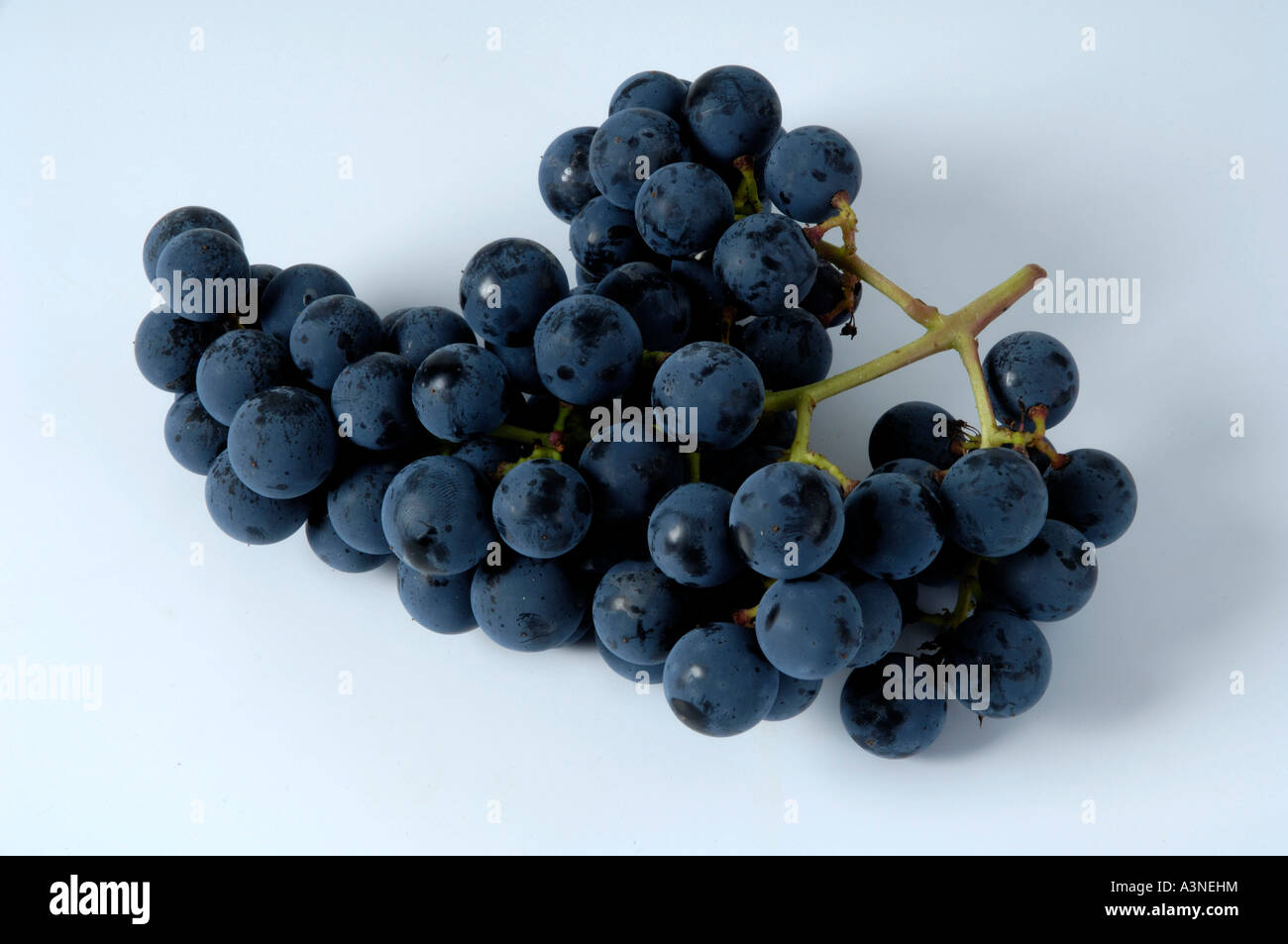 Grapes 'Boskoops Glorie' Stock Photo Alamy