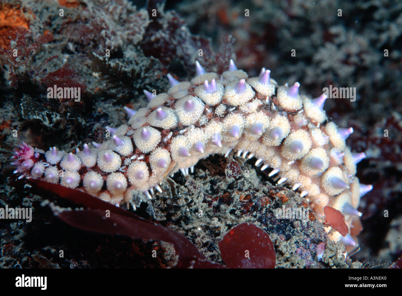 Close up of Spiny starfish arm Marthasterias glacialis Guernsey Channel Islands Stock Photo