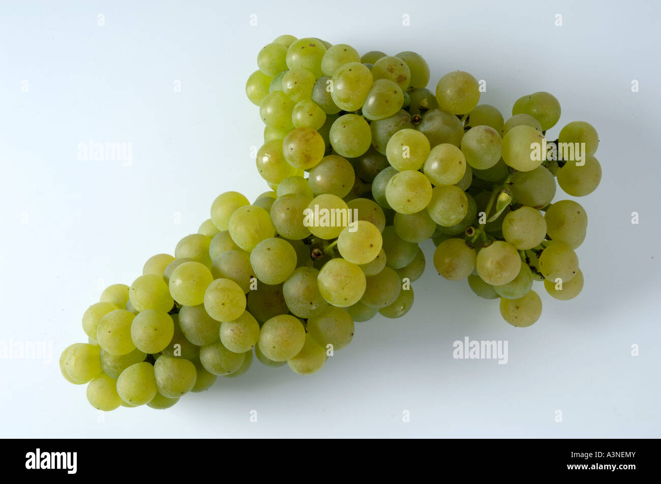 Grapes 'Weisser Gudetel'  Stock Photo