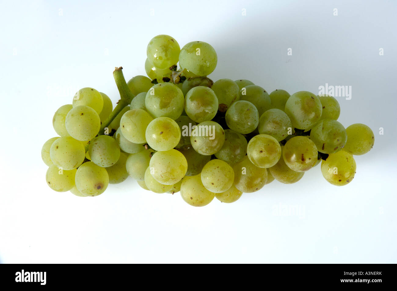Grapes 'Weisser Burgunder'  Stock Photo