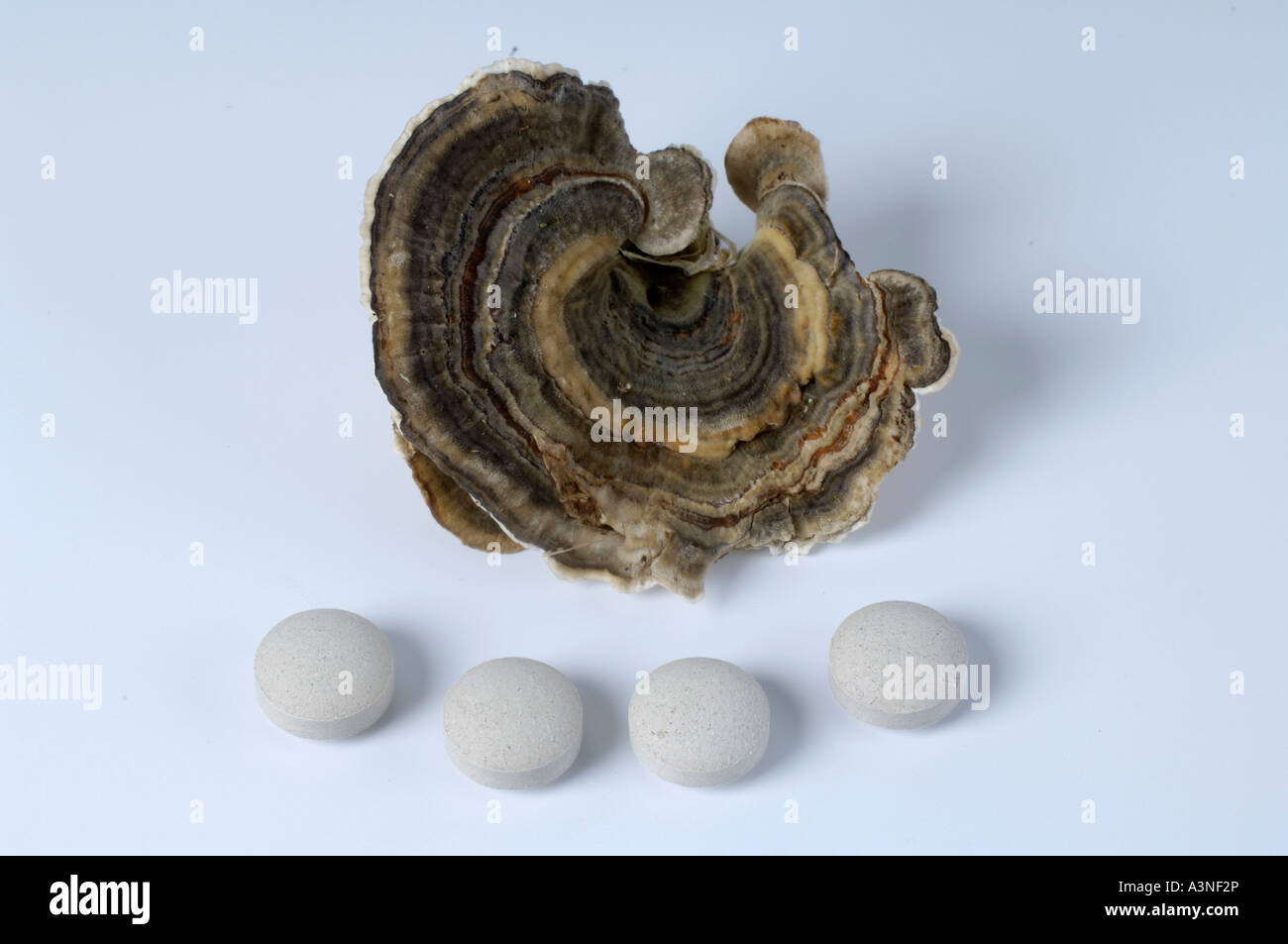 Many-zoned Polypore  Stock Photo