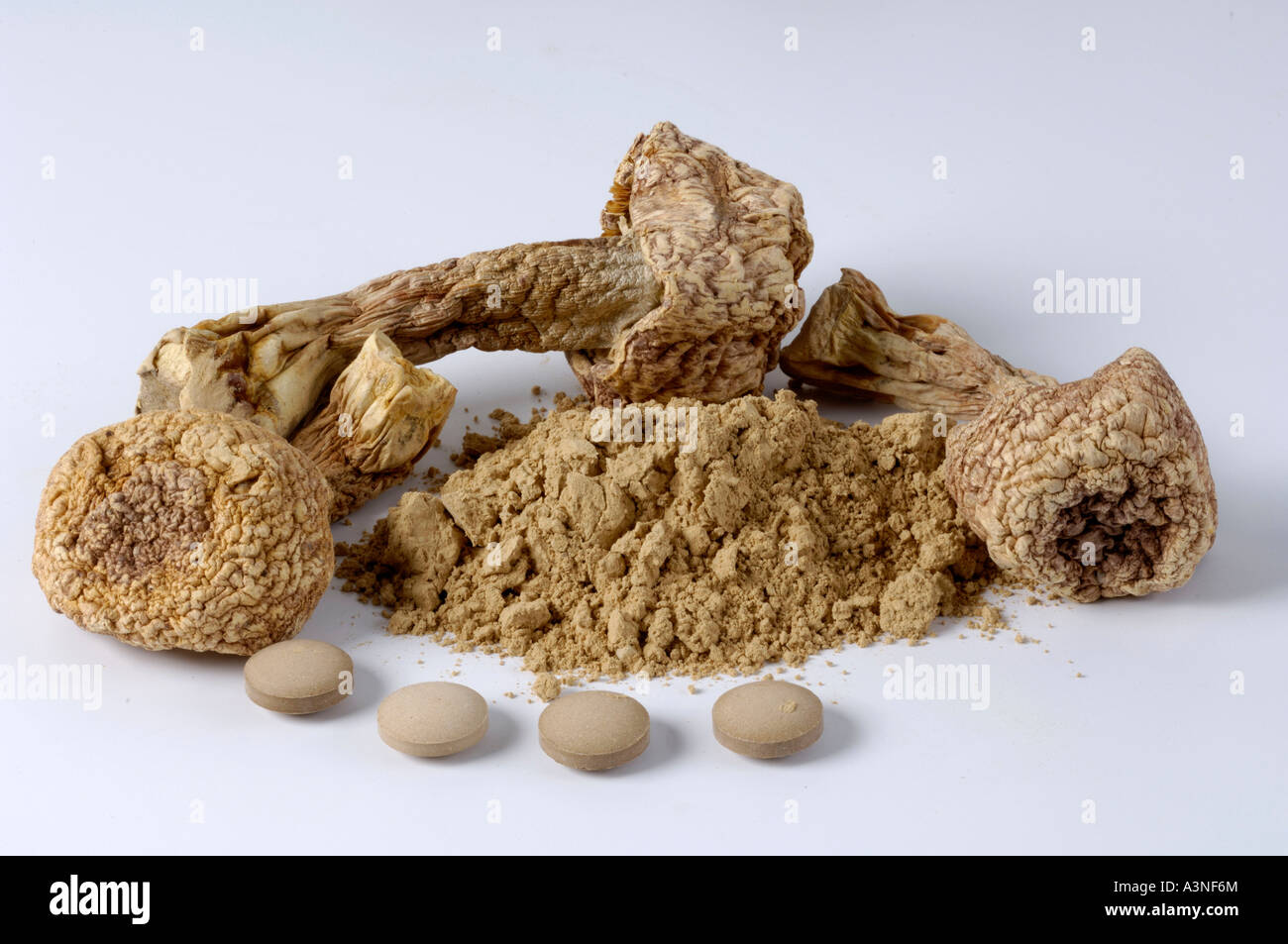 Himematsutake Mushroom Stock Photo Alamy