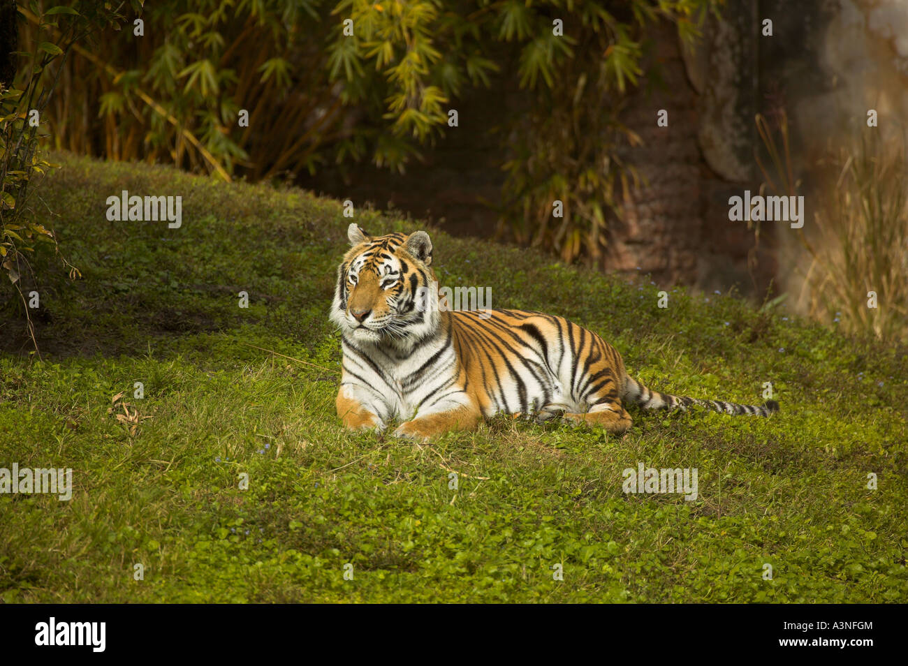 Big cat claws hi-res stock photography and images - Alamy