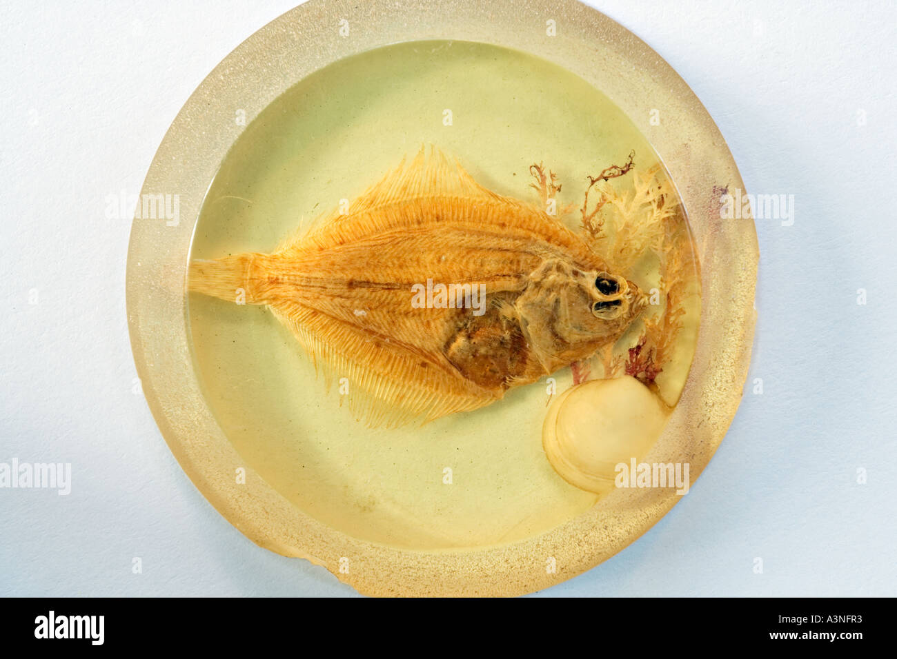 Specimen Display Taxidermy Dissection of a Fish 