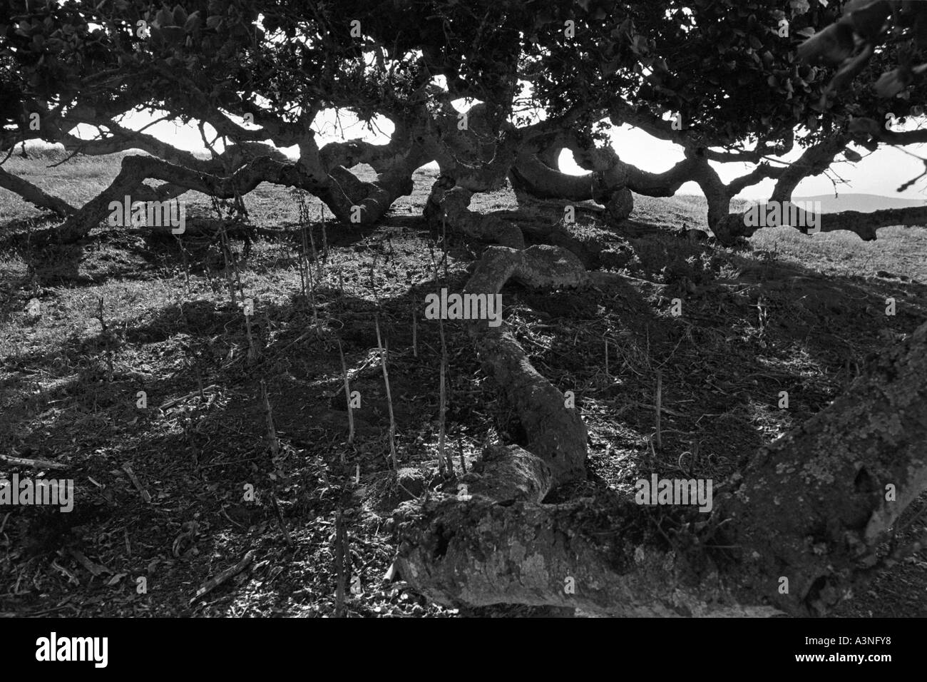 Sagging Cypress tree branches on the California coast Stock Photo Alamy