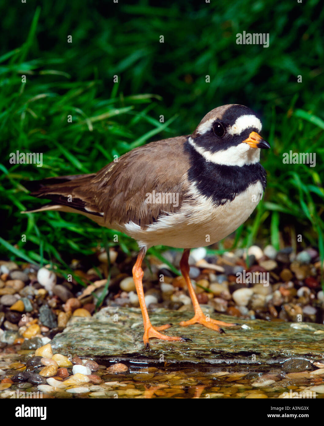 Ringed Plover  Stock Photo