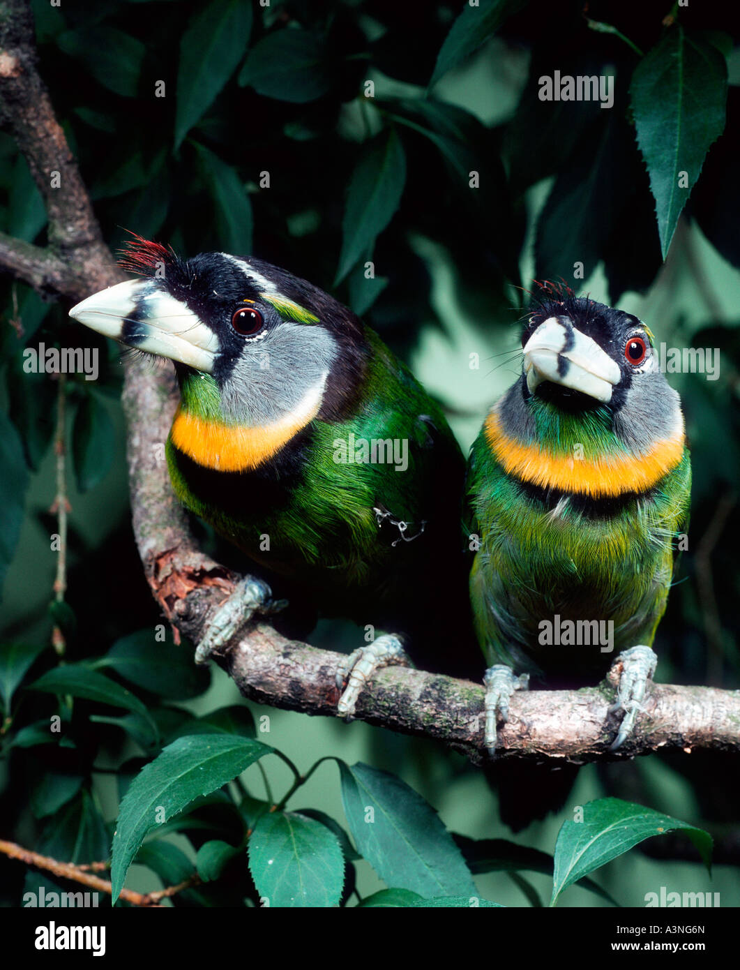 Fire-tufted Barbet  Stock Photo