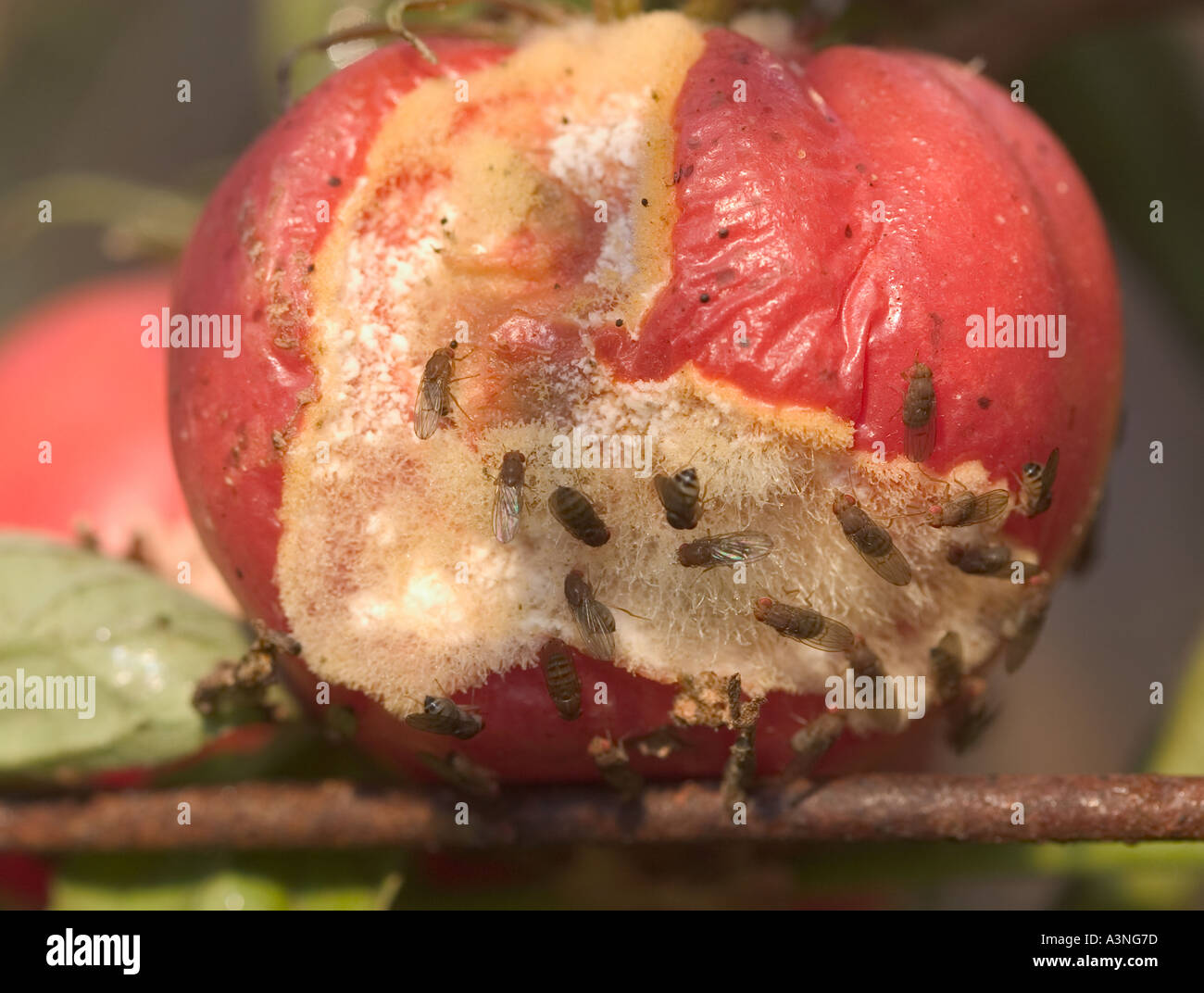 Tomato Fruit Fly High Resolution Stock Photography and Images Alamy