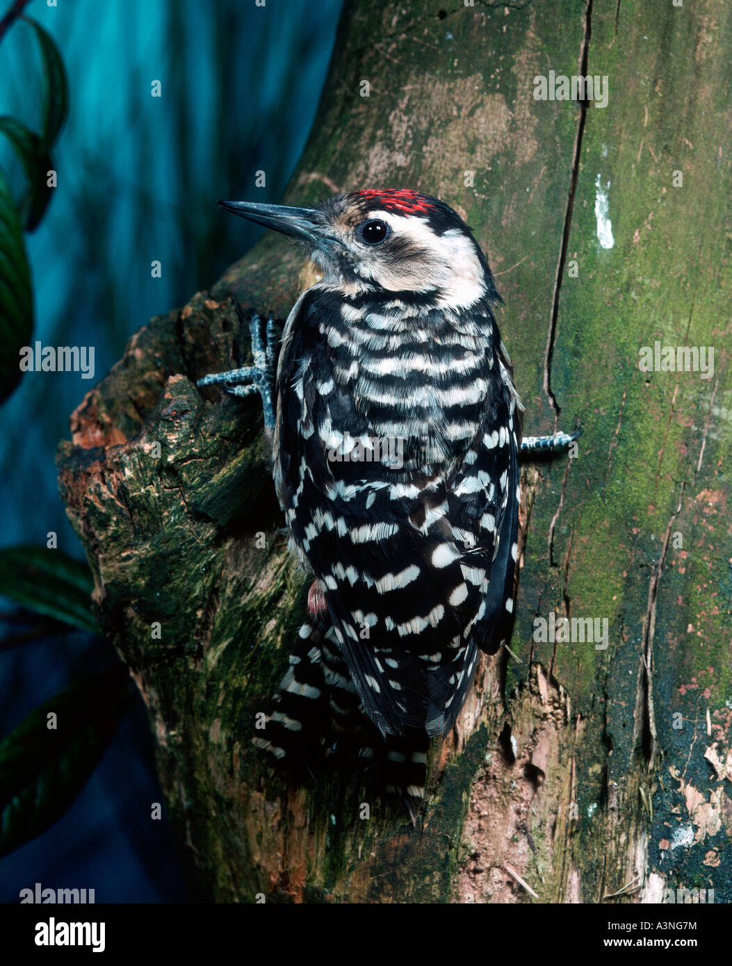 Fulvous-breasted Woodpecker  Stock Photo