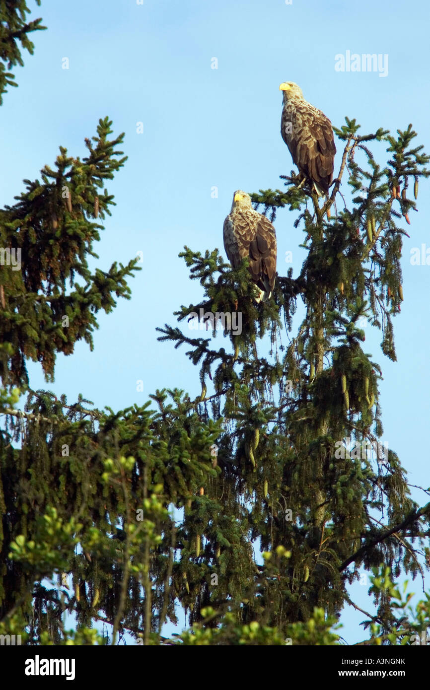 Pair of white tailed eagles hi-res stock photography and images - Alamy