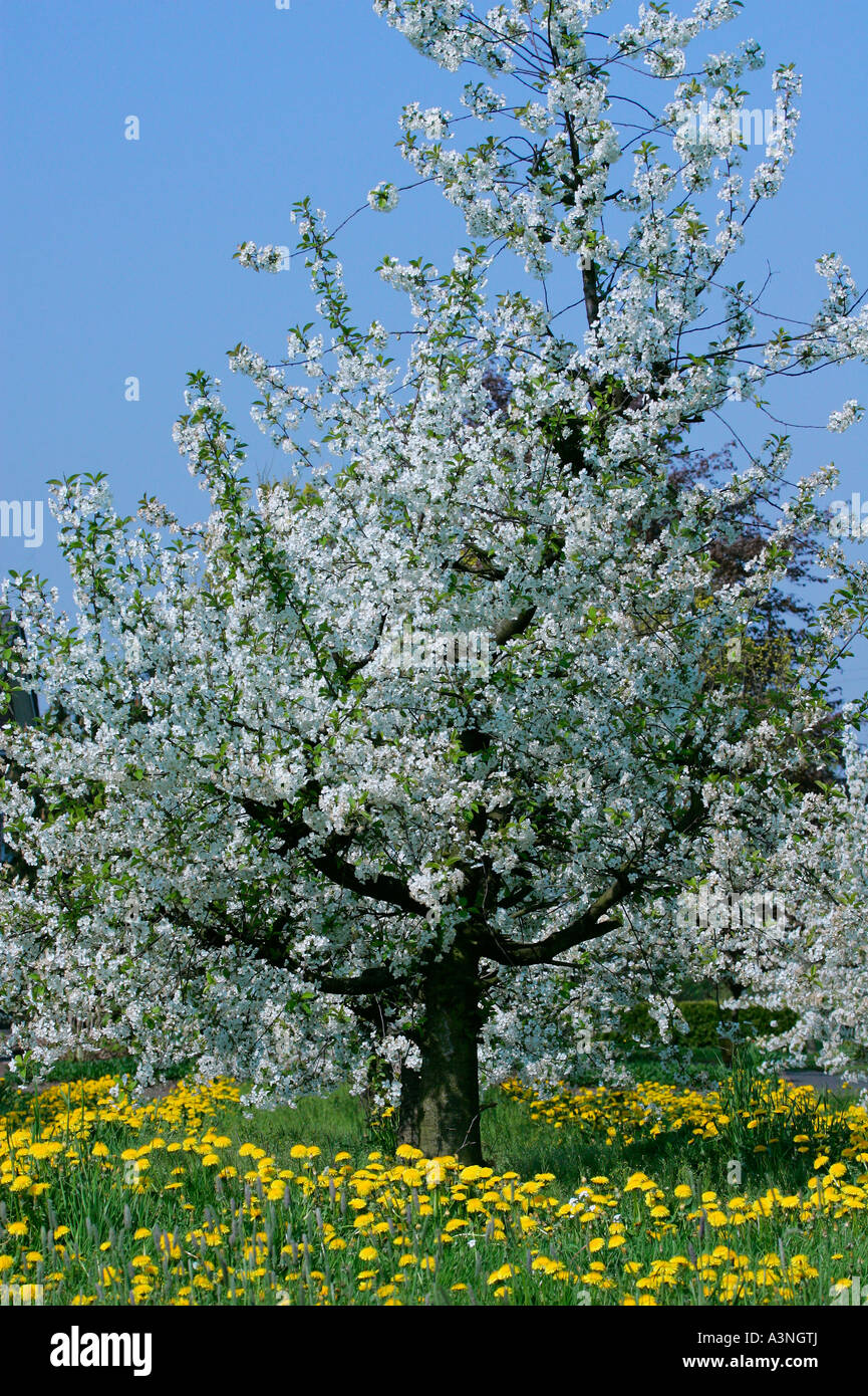 Upright flowering cherry trees hires stock photography and images Alamy