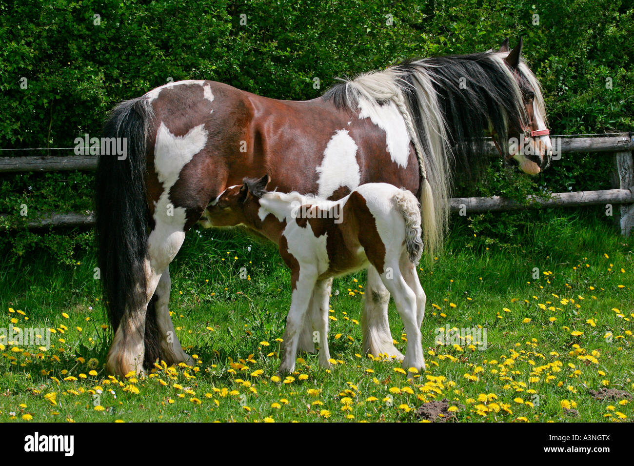 Irish Tinker Pony  Stock Photo