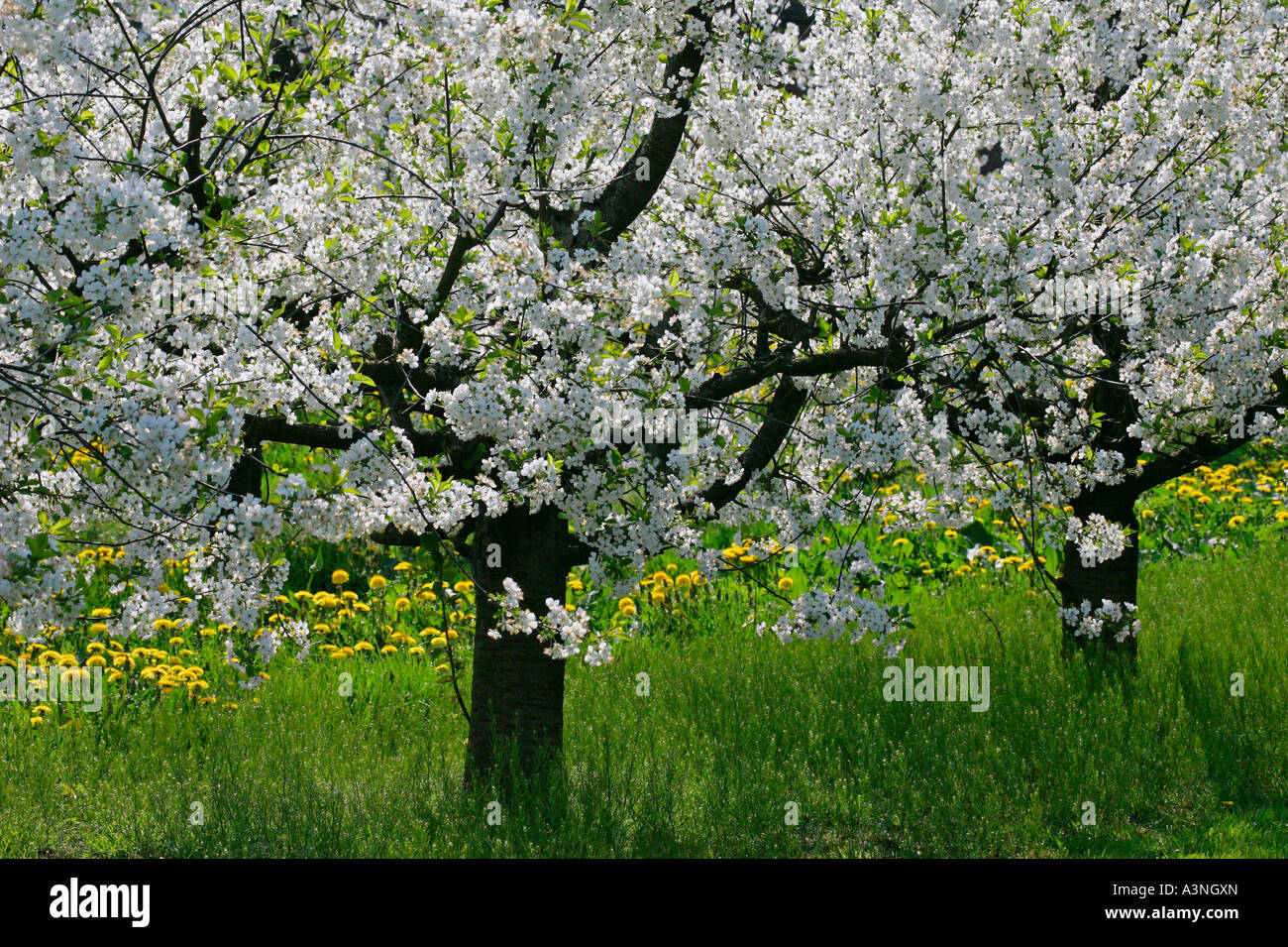 Cherry tree Stock Photo - Alamy