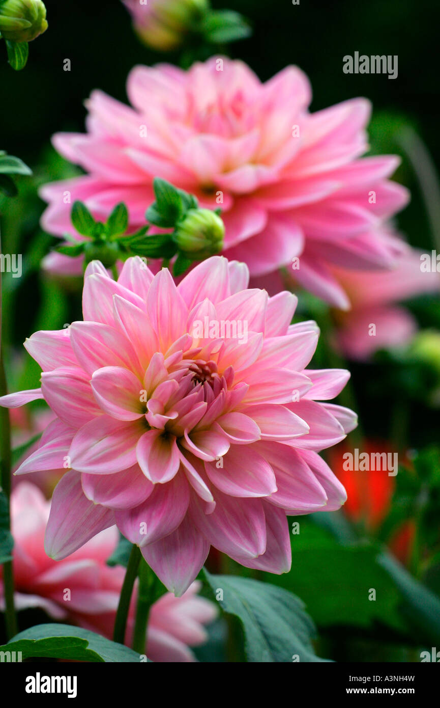 Dahlia ‘gerrie hoek’ hi-res stock photography and images - Alamy
