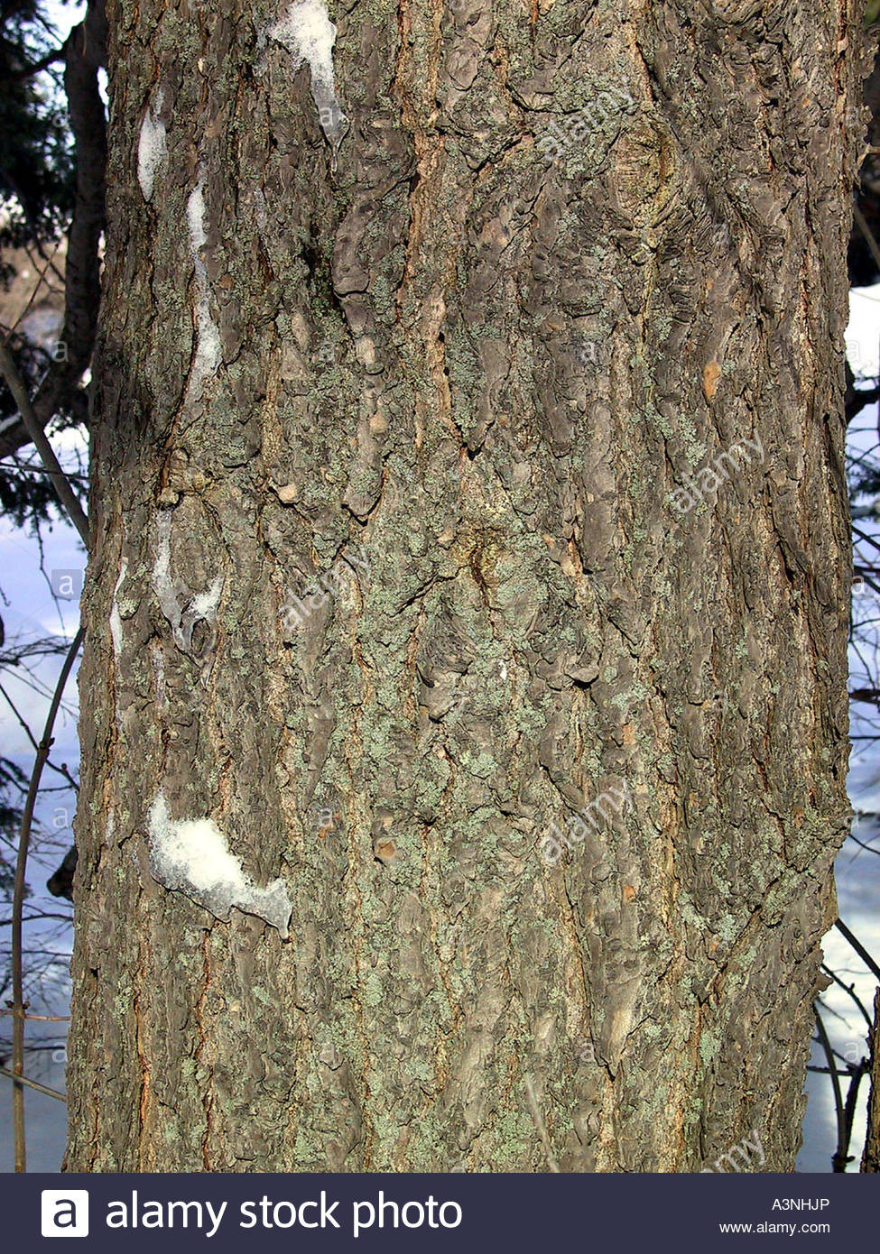 Eastern Hemlock Tree High Resolution Stock Photography and Images Alamy