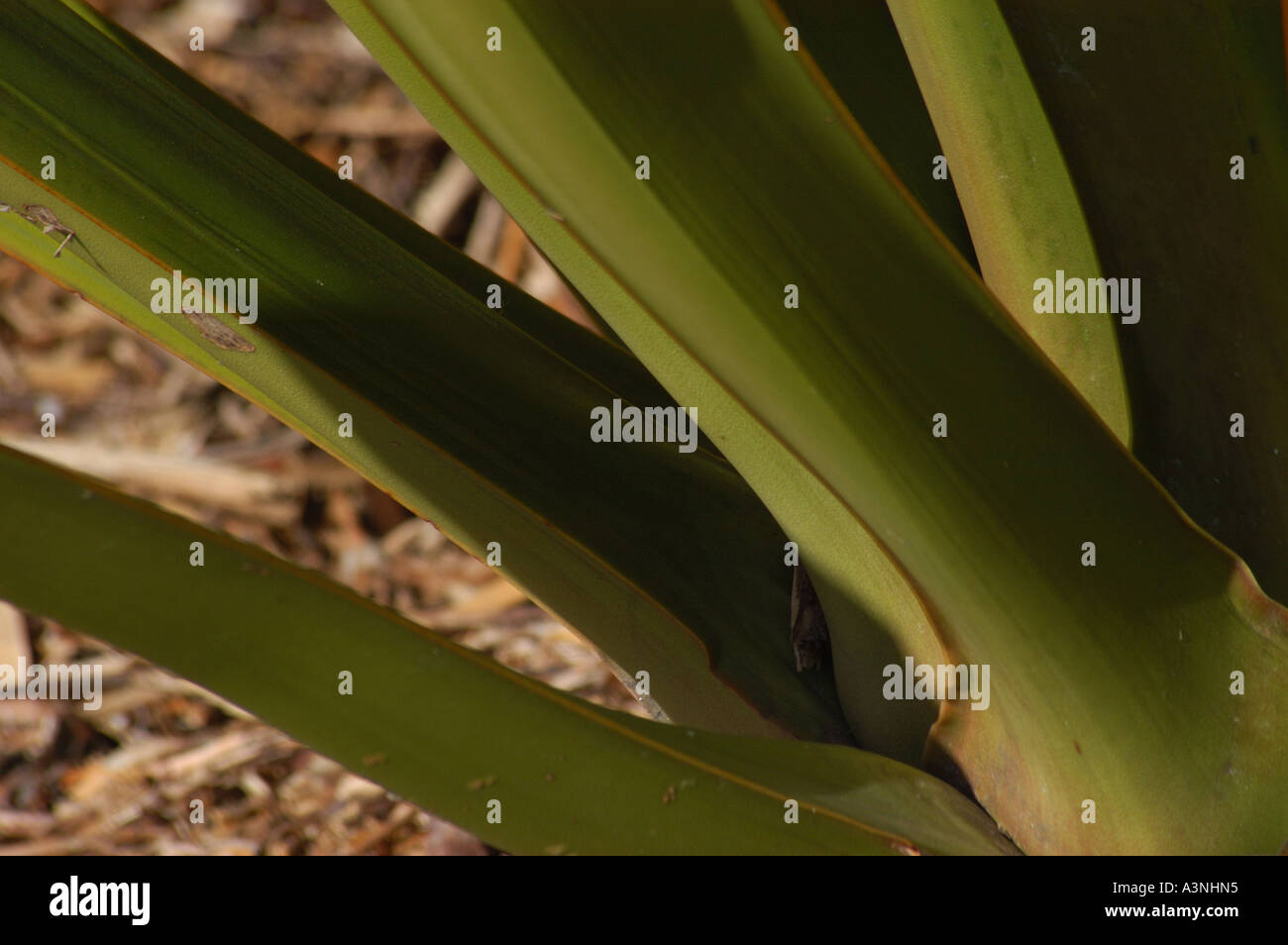 Green Yucca Plant Stock Photo Alamy