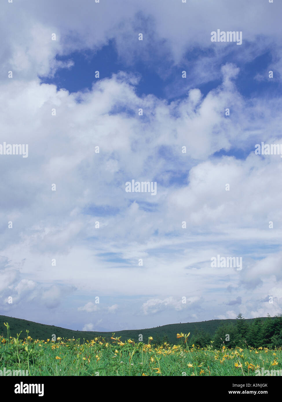 Flowers growing outdoors hi-res stock photography and images - Alamy