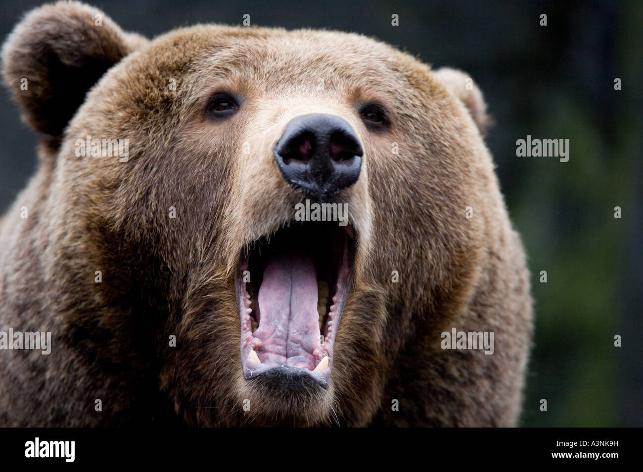 Brown Bear Stock Photo
