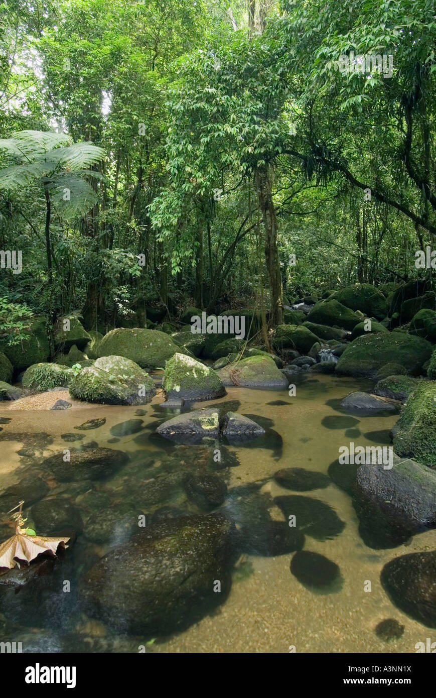 Rain forest hi-res stock photography and images - Alamy