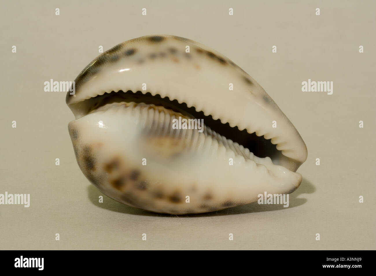 Cowrie shell hires stock photography and images Alamy