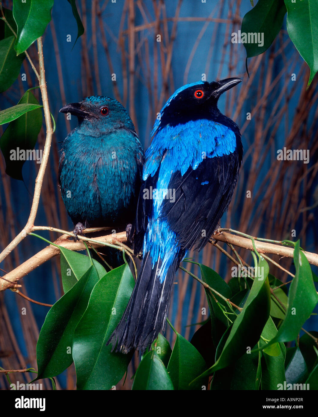 Bluebacked Fairy Bluebird Stock Photo Alamy