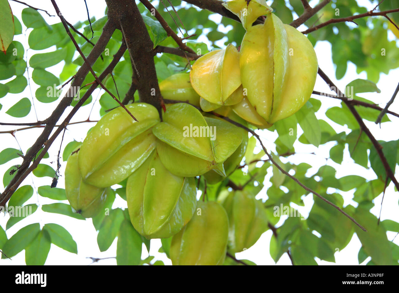 Mekong Delta South East Asia Vietnam Viet Nam Stock Photo - Alamy