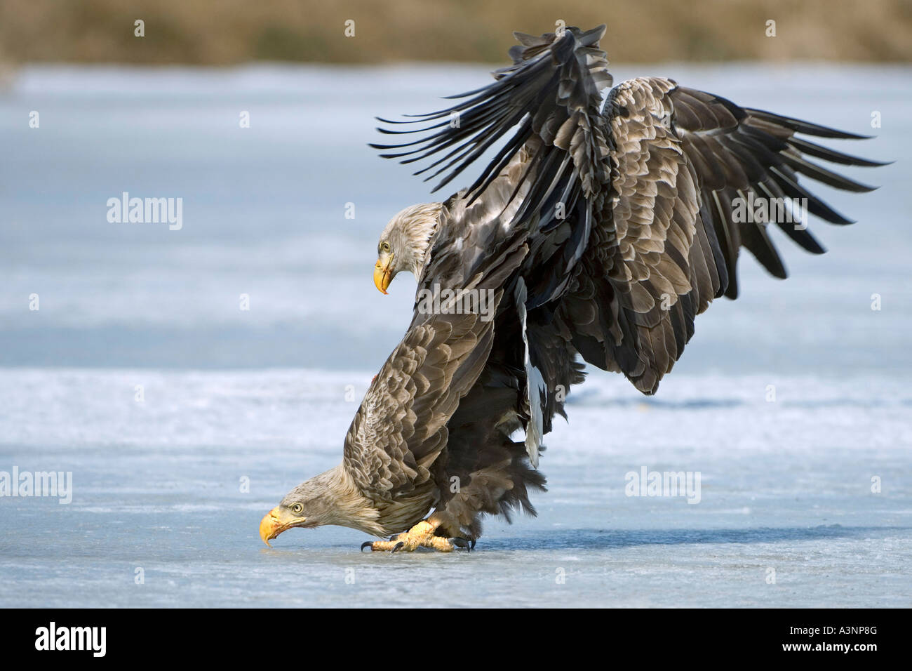 Pair of white tailed eagles hi-res stock photography and images - Alamy