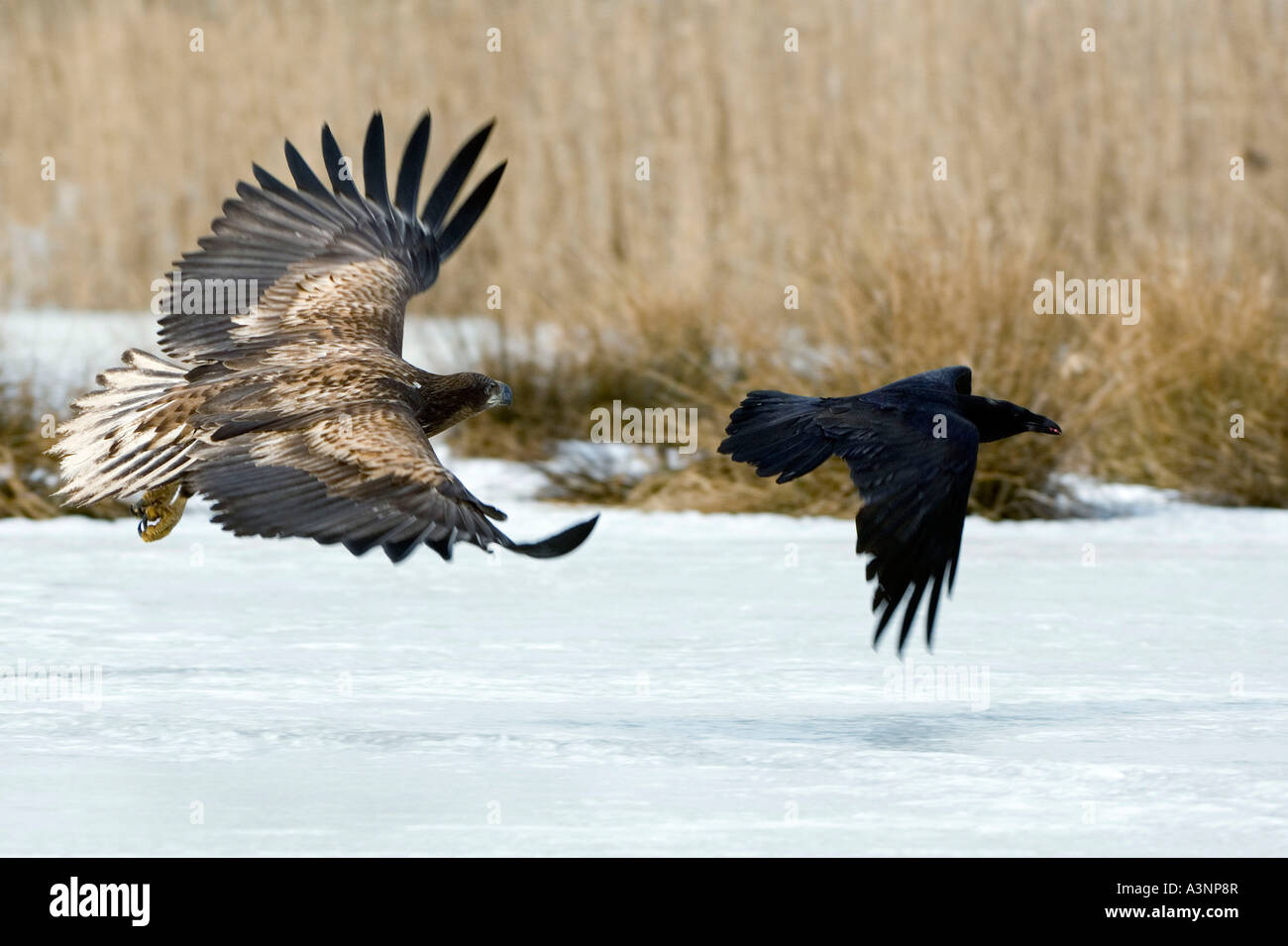 White-tailed Sea Eagle / Raven Stock Photo