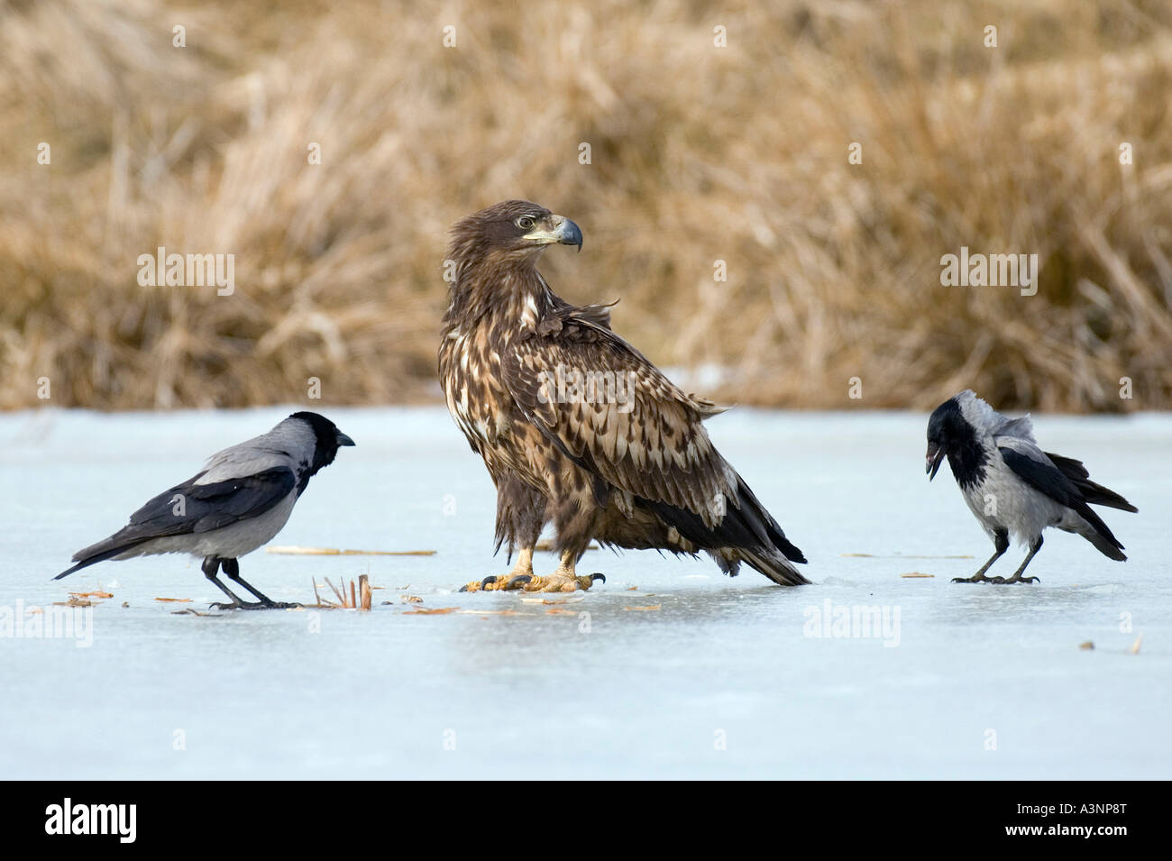 White-tailed Sea Eagle and Hooded Crow Stock Photo