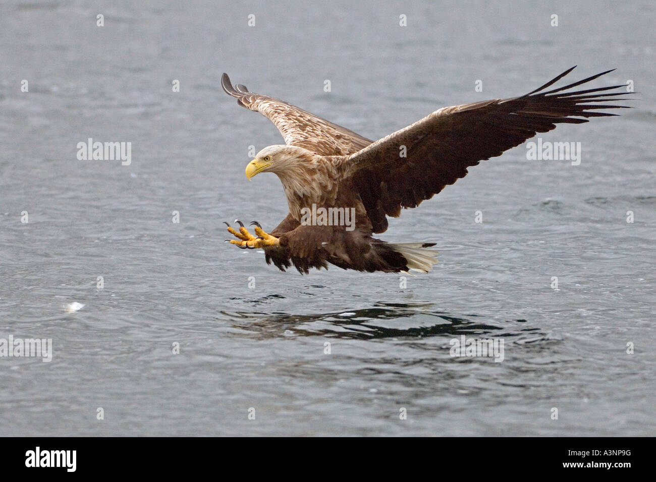 White-tailed Sea Eagle Stock Photo