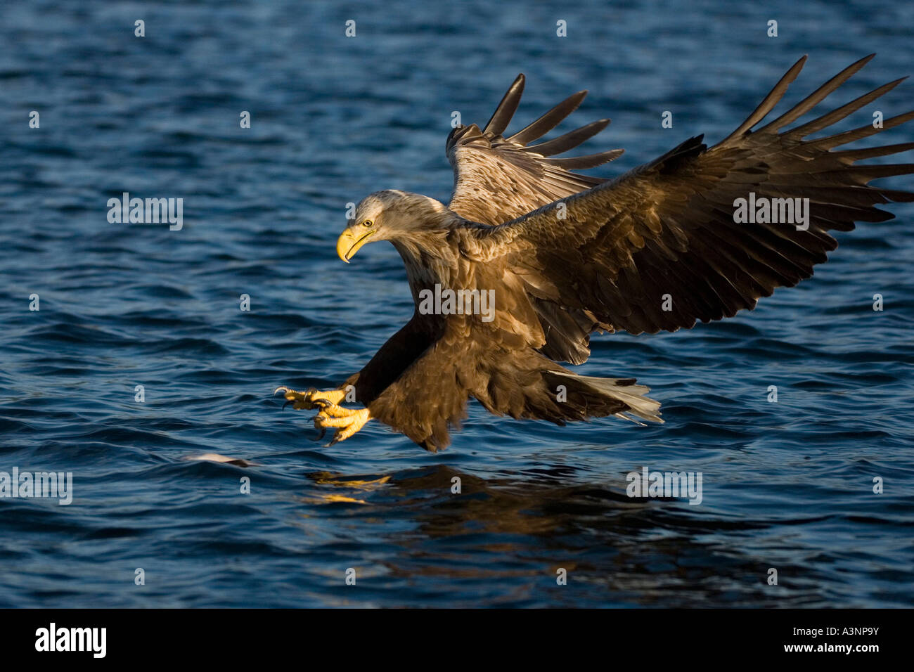 White-tailed Sea Eagle Stock Photo