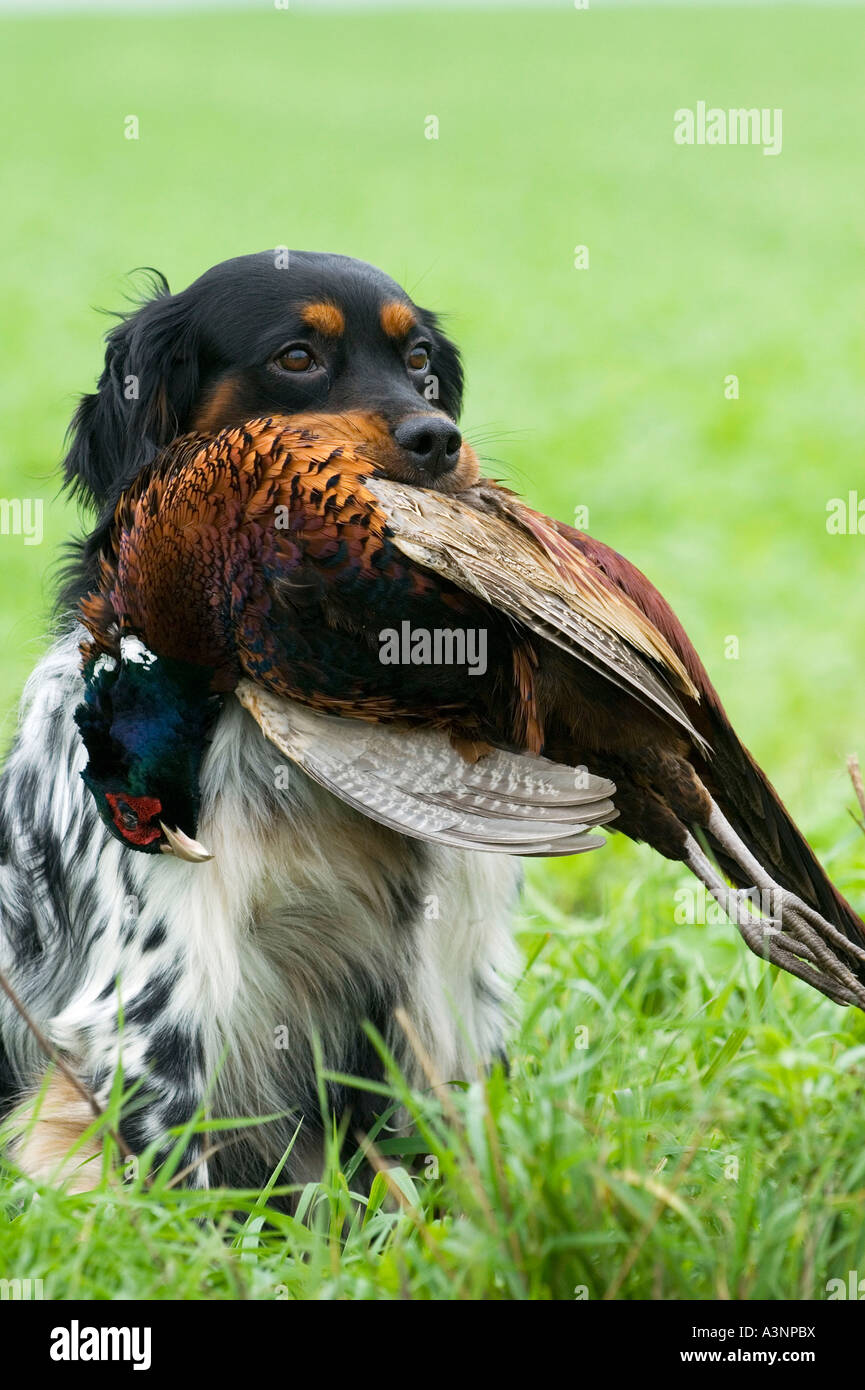 Epagneul Breton Stock Photo Alamy