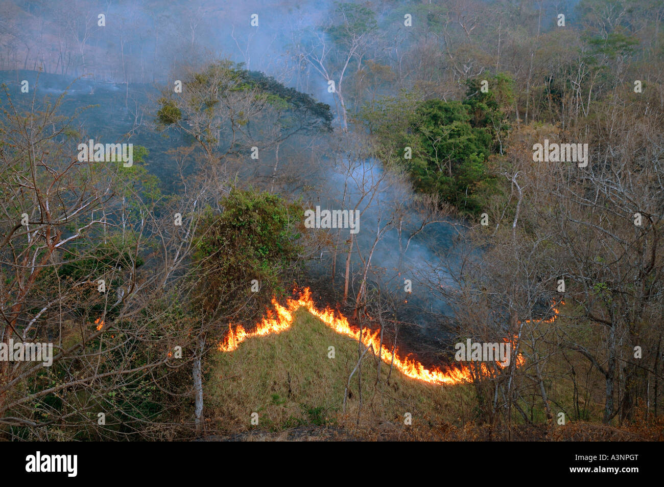 Fire in forest Stock Photo Alamy