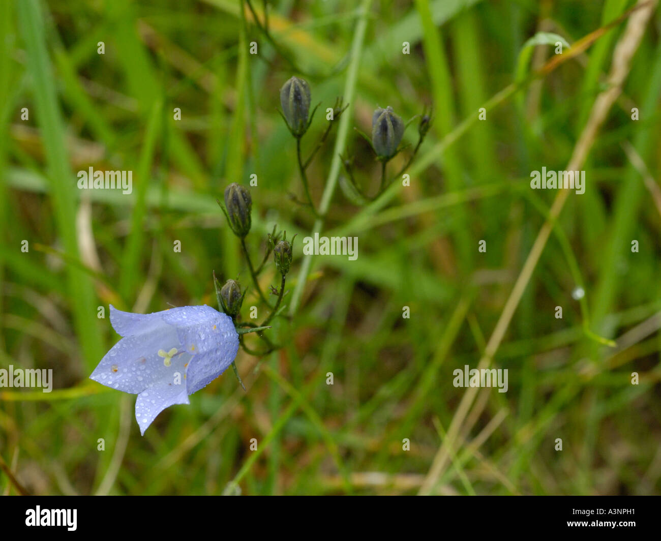 Harebell or 'Scottish bluebell', campanula rotundifolia Stock Photo
