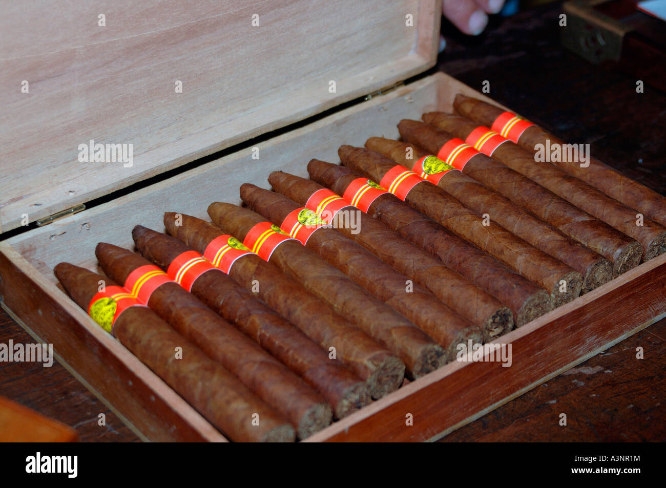 Cigars  Stock Photo