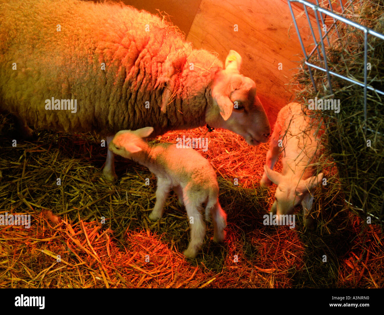 January 2006 two early lambs with their mother in the stable under an IR warming lamp Stock Photo