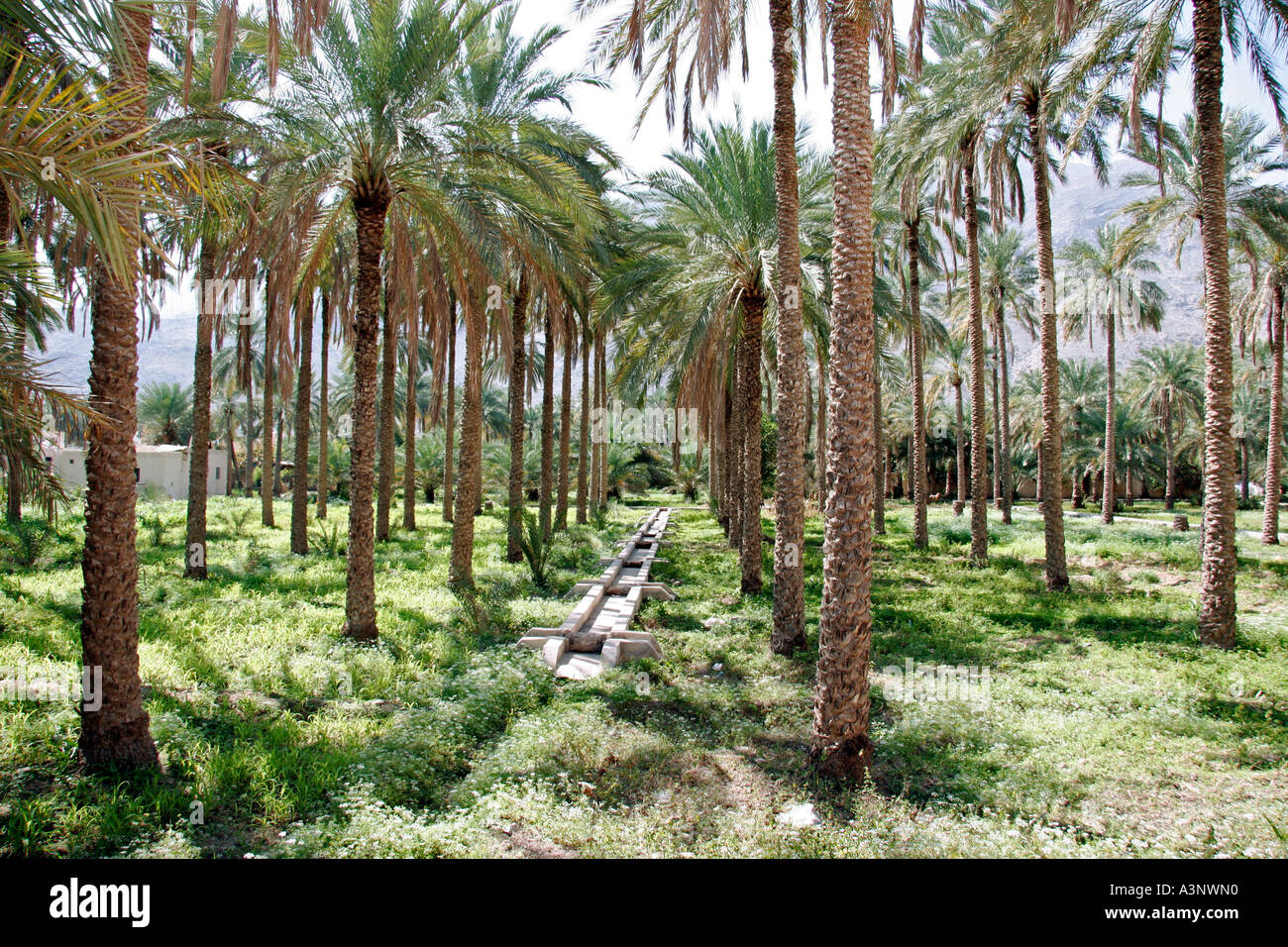Oman palm tree plantation near Rustaq Stock Photo Alamy