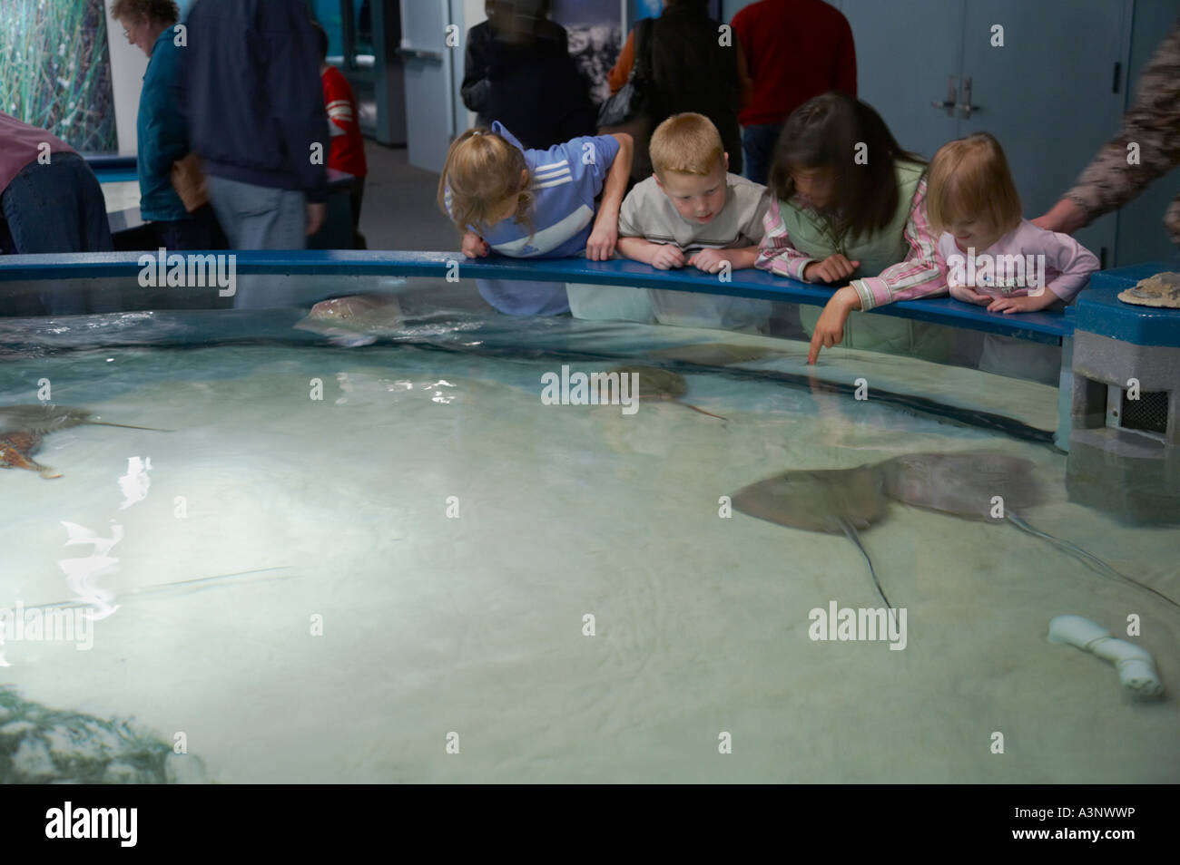 Kids at the touch tank in North Carolina Aquarium on Roanoke Island on