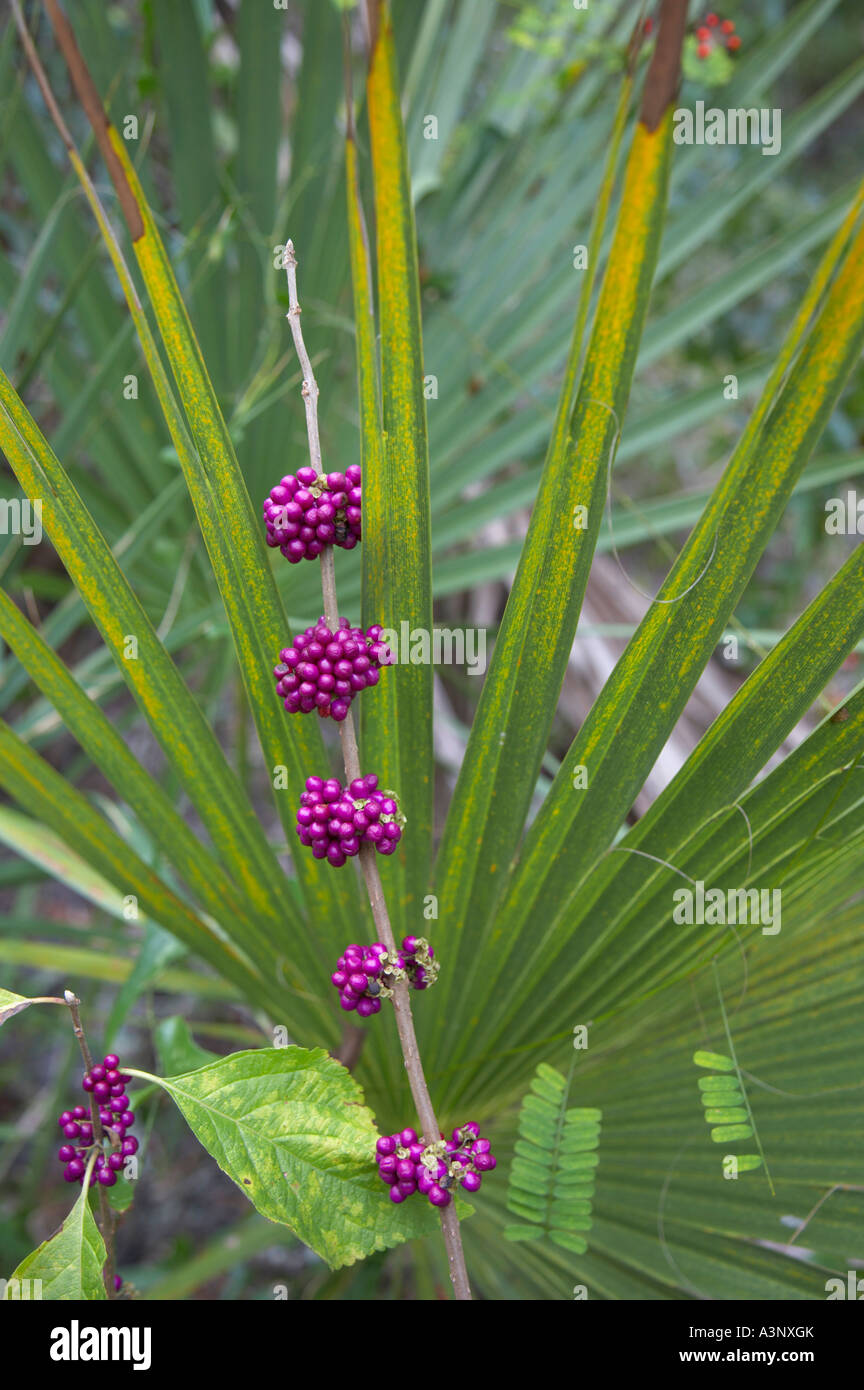 Beautyberry Callicarpa americana growing in Alligator Creek Preserve