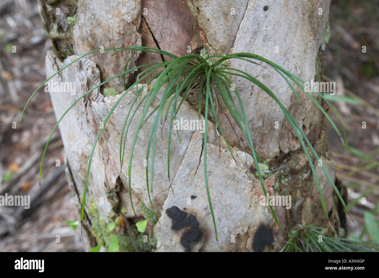 Shoestring Fern Vittaria lineata growing in Alligator Creek preserve