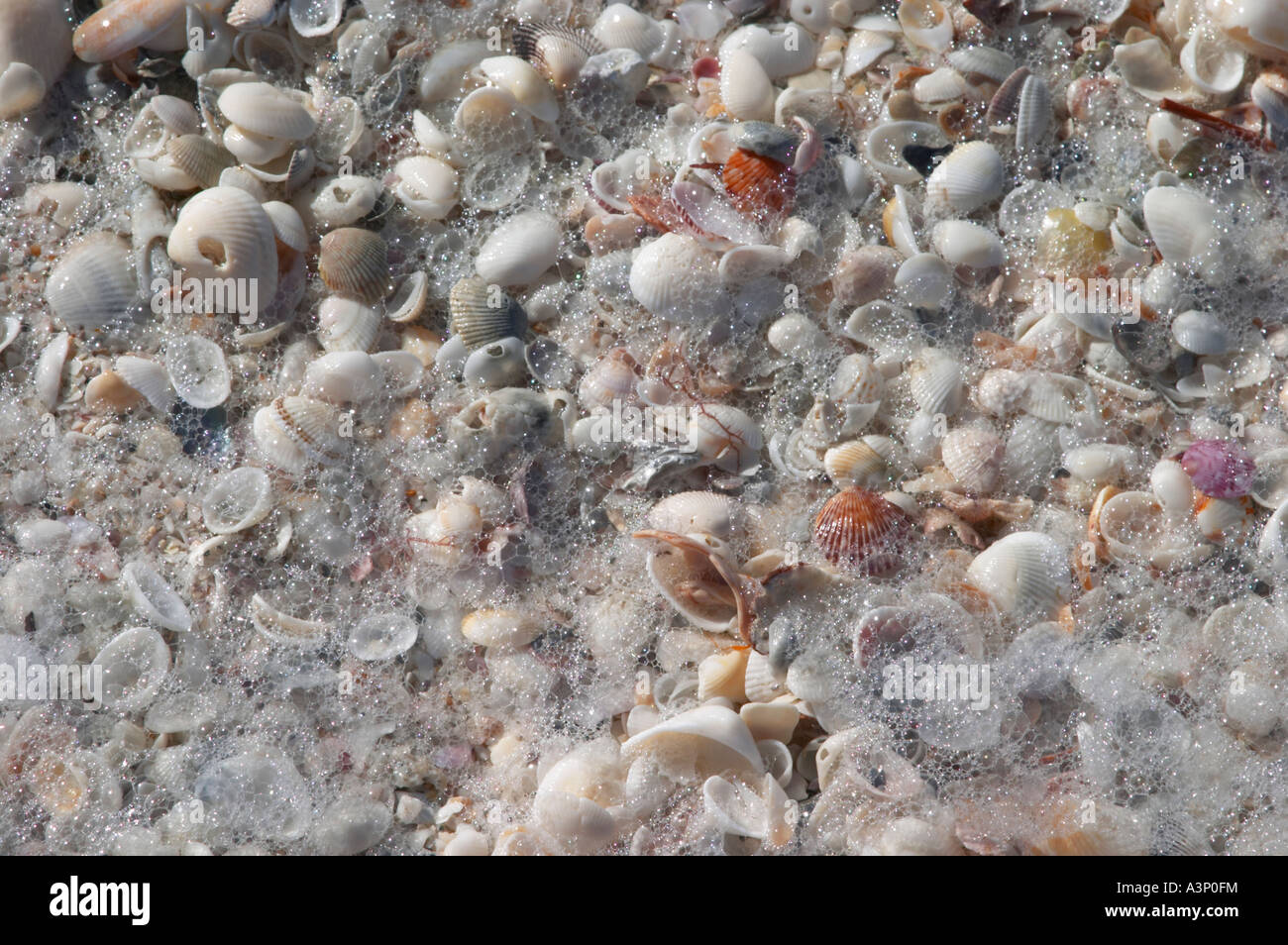 CLOSEUPS OF SHELLS ON NOKOMIS BEACH ON THE GULF OF MEXICO IN SOUTHWEST
