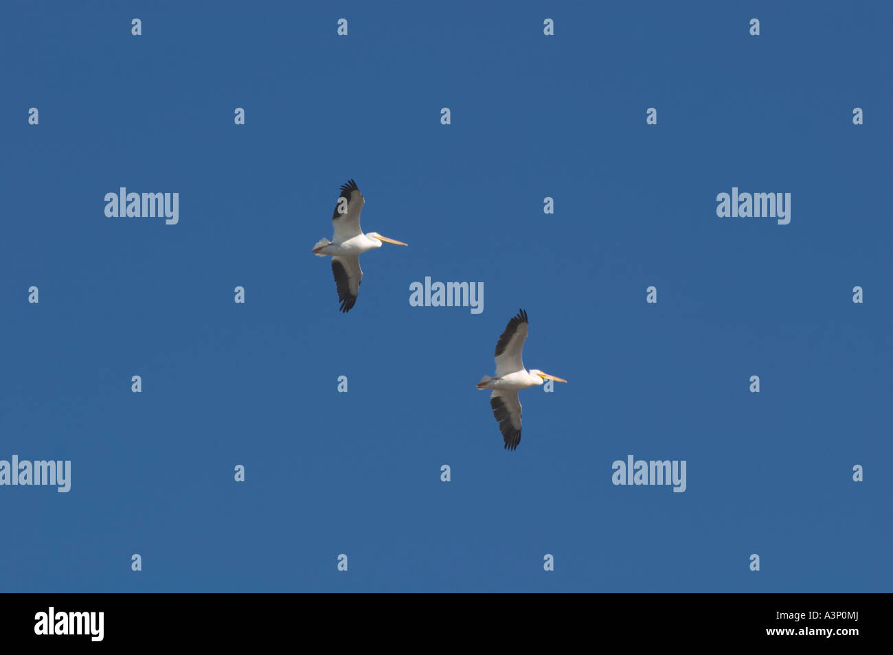 AMERICAN WHITE PELICANS, FLORIDA Stock Photo - Alamy