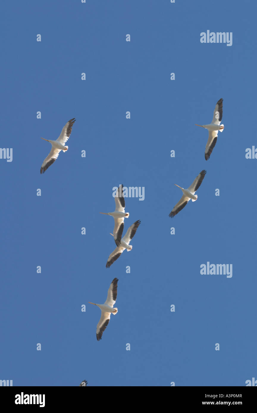 AMERICAN WHITE PELICANS, FLORIDA Stock Photo - Alamy