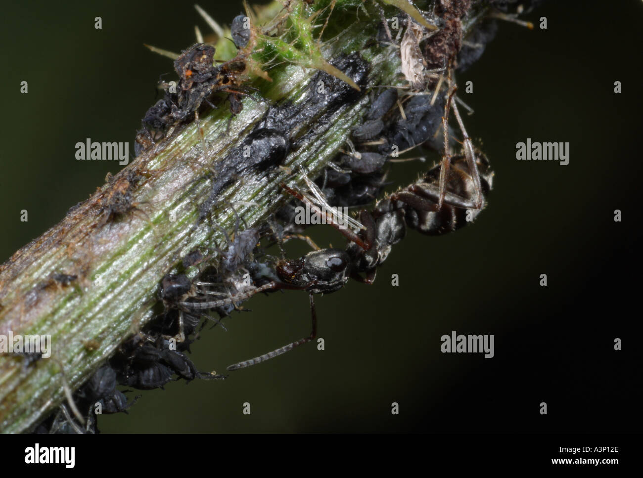BLACK ANT WITH APHIDS ENGLAND Stock Photo Alamy