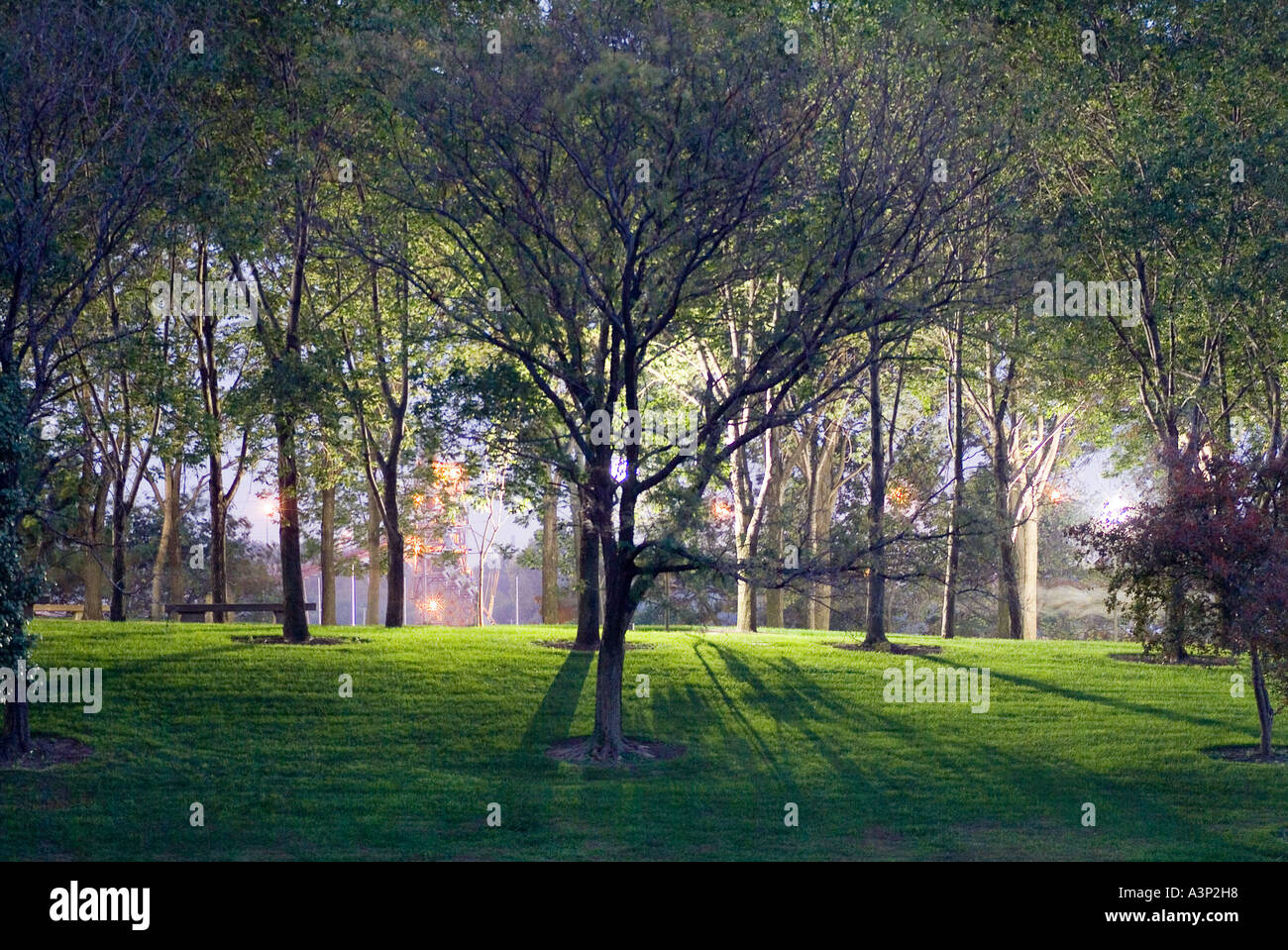 A Tree in The Park Backlit With Light At Night Stock Photo