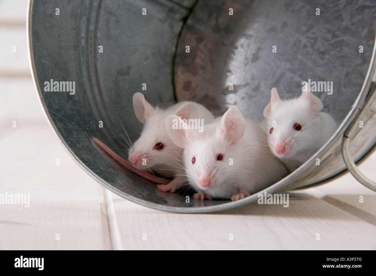 Mice in a bucket Stock Photo Alamy