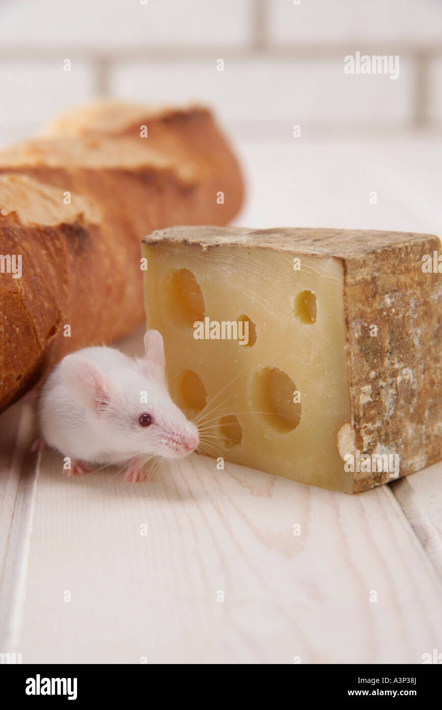 Mice walking among foods Stock Photo - Alamy