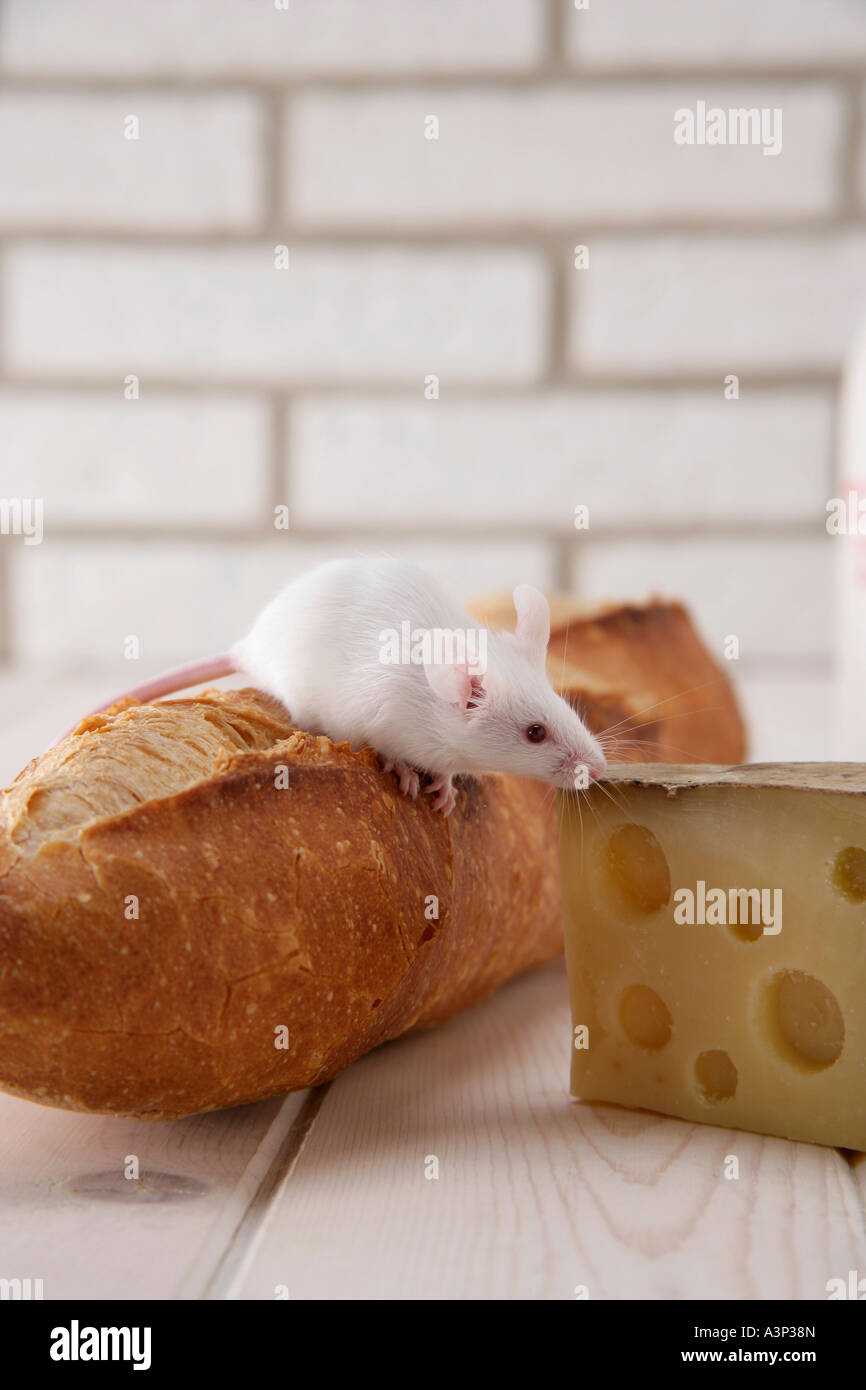 A mouse on top of bread Stock Photo - Alamy