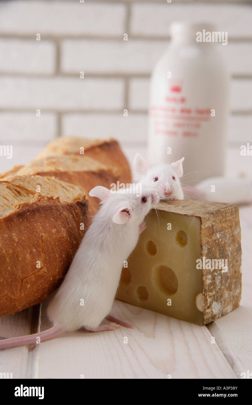 Mice eating cheese Stock Photo Alamy