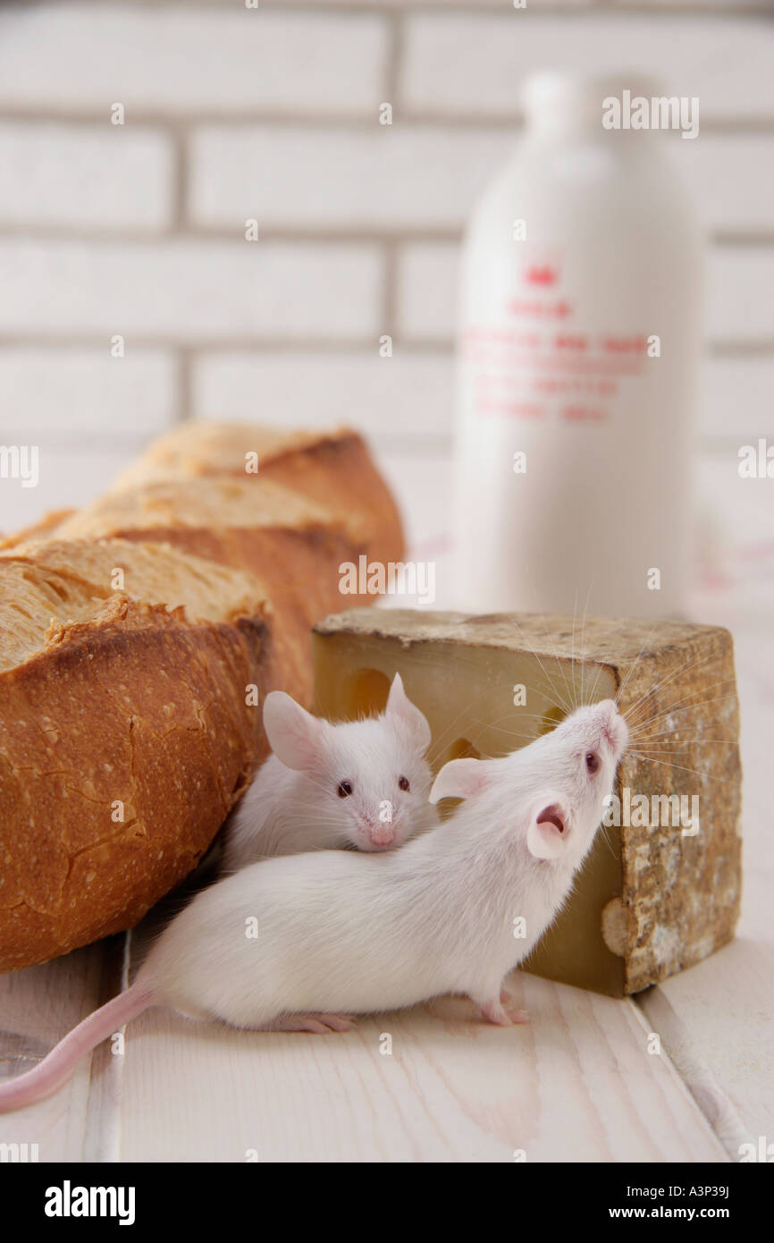 Mice eating cheese Stock Photo Alamy